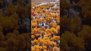 Breathtaking golden poplar forest in NW Chinas Xinjiang [upl. by Debera]