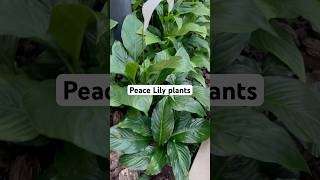 Peace Lily flower plants planting gardening [upl. by Randee74]