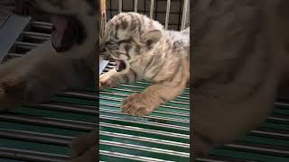 😺😸The tiger is so cute🥰😂 bigtiger tigershorts wildtiger tiger cute animals tigers zoo lion [upl. by Stretch]