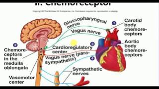 Physiology  4  CHEMORECEPTOR REFLEX [upl. by Sheline670]