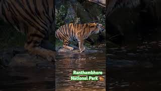 ranthambore national park [upl. by Louth]