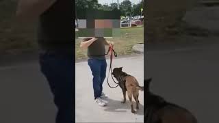 Cursos Correctivos adiestramientocanino perro pastormalinois [upl. by Burwell127]