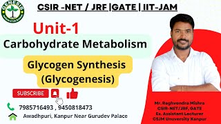 Metabolism of carbohydrates  Glycogen Synthesis  Glycogenesis  L13 [upl. by Nagiam562]