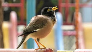 The Mystical Myna Bird of India [upl. by Muiram433]