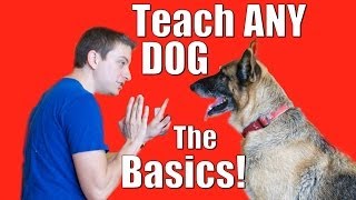 Dog Training 101 How to Train ANY DOG the Basics [upl. by Lindsley21]