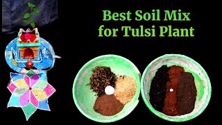 Best Soil Mix For Tulsi Plant Thulasi plantation tulasi plantation organic garden soilmixture [upl. by Peadar97]