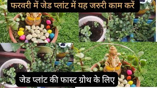 💥अभी करें जेड प्लांट में ये जरूरी काम👉 इसकी रुकी ग्रोथ को करें फिर से तेज  Jade plant care tips [upl. by Nillok]