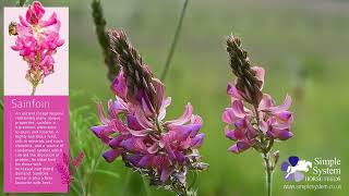 Sainfoin for horses [upl. by Neenej]