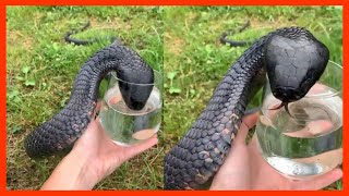 Snake drinking water from hand  Epic Reels [upl. by Ahsenahs]