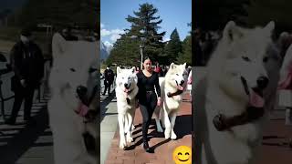 My Direwolves love the Seawall 🐺🥰🐺 direwolves wolf wolves pets pet dogs dog fyp foryou [upl. by Ahsiekar]