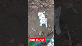 YouTube shorts cats world cats funny pooche shorts bekkina aata [upl. by Elades394]