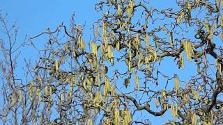 Corylus avellana Contorta [upl. by Means]