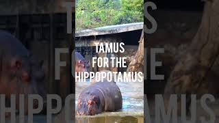 HIPPOPOTAMUS SONG FOR KIDSHOW TO SPELL HIPPOPOTAMUSHOW TO TEACH CHILDREN ABOUT ANIMALS SHORTS [upl. by Lucina126]