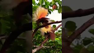 bird of paradise mating dance shorts birdofparadise mating dance animals shortvideo [upl. by Rehpitsirhc793]