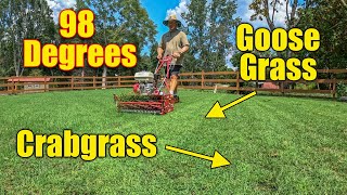 Lawn Care August  Heat  Crabgrass  Goosegrass  Common Bermuda [upl. by Lucian]