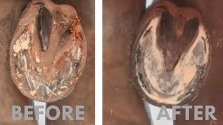 Barefoot Hoof Trimming  Hoof Exfoliating And Trimming [upl. by Vins]