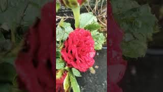 Red Roses 🌹 26 September 2024 viralvideo shorts monafamilychannal [upl. by Tirreg]