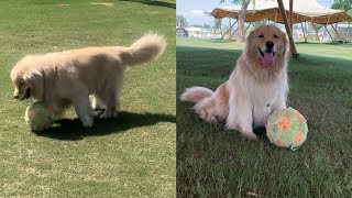 Golden retriever loves to play football [upl. by Haroldson]