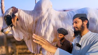 Price amp Serious Bargaining Northern Bypass Cow Mandi 2024  Cattle Market Karachi  Bakra Eid 2024 [upl. by Mullane716]