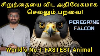 This Animal is the Worlds FASTEST Animal ❌ NOT Cheetah  Peregrine Falcon  Tamil [upl. by Nednil]