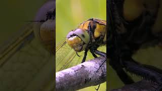 Wow Wow Wow insects macrophotography wildlifephotography butterfly macrocaptures nature [upl. by Luigi520]