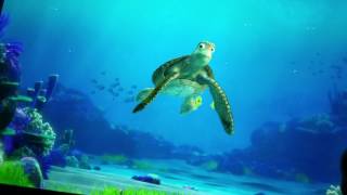 Question stuns Crush the Sea Turtle Must Watch [upl. by Deidre]