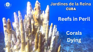 Jardines de la Reina Cuba  Major Reef Damage  4K [upl. by Iverson]