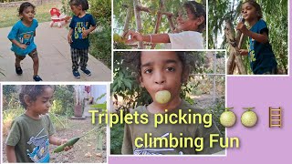 Triplet Treetops Epic Garden Adventure Berry Picking amp Ladder Climbing Fun🍈🍈🍈🌶 🌶 🌿 [upl. by Ninaj]