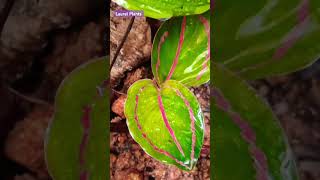 calathea plants naturelovers [upl. by Lunneta]