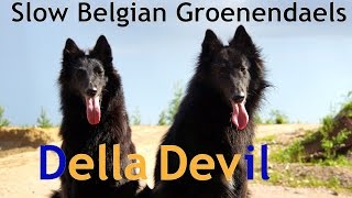 Della amp Devil  Slow Belgian Groenendaels [upl. by Binah]