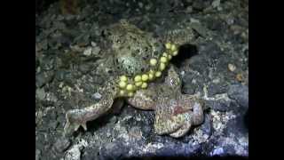 Part 2 Midwife Toad Alytes obstetricans amplexus [upl. by Ellenid47]