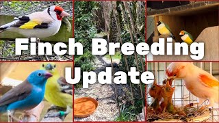 20m Bird Aviary  Finch Aviary  Breeding Update  Finches  S2Ep8 [upl. by Indira]