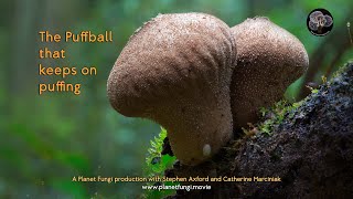 quotThe Puffball that keeps on puffingquot with Stephen Axford of Planet Fungi [upl. by Olav]