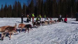 2016 Iditarod Dogsled Race To Nome Alaska  2016 Iditarod Dogsled Race Dallas Seavey [upl. by Ganny702]