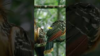 funny random facts about hoatzin Bird 🕊️😂 [upl. by Nnahgem480]