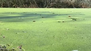 Toxic algae bloom impacts Southern California lakes [upl. by Vardon]