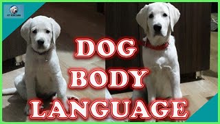 Understanding Dog Body Language  Learn How to Read Dogs Behavior Better [upl. by Fisoi]