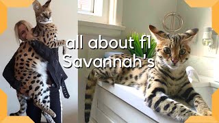 Savannah Cat  The Most Expensive Pet in the world  Largest cat breed F1 Savannah savannahcatscom [upl. by Nagaek]