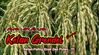 PADI KETAN GRENDEL  KETAN PALING ENAK [upl. by Kciredohr]