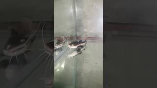 REDTAIL CATFISH BHRAMAPUTRA VALLEY AQUARIUM DBRG 🔥🔥 [upl. by Aniloj]