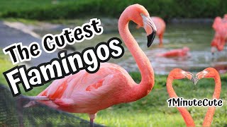 The Cutest Flamingos [upl. by Aicnom351]