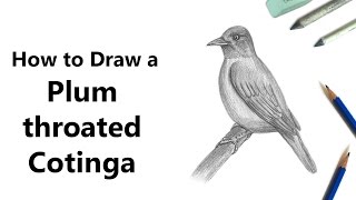 How to Draw a Plumthroated Cotinga with Pencils Time Lapse [upl. by Husha]