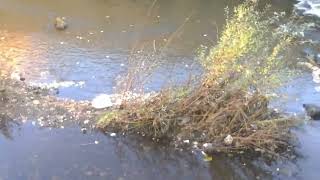 follow up from my latest fly tipping report it was still there thursday rochdale river [upl. by Rosalie874]