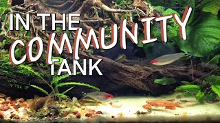 In the Community Tank LIVE [upl. by Isabelita]