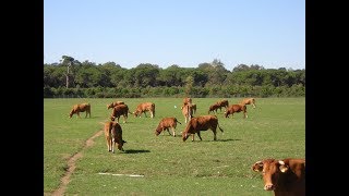 Pisa  Allevamento e Agricoltura nel Parco di San Rossore [upl. by Hareema403]