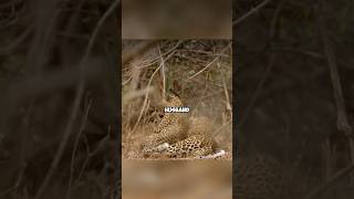 Anna the dabbling leopard healing shortvideo leopard funny unbelievable shorts [upl. by Shute]