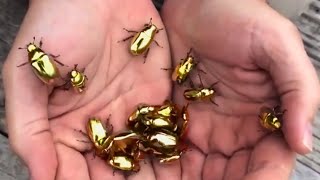 These are Rare Golden Scarab Beetles [upl. by Mcleroy614]