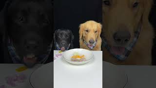 CUTE dogs like eating roll egg pumkin and broccoli dogfood [upl. by Maury485]