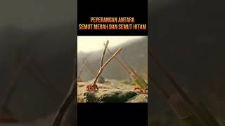 PEPERANGAN SEMUT MERAH DAN SEMUT HITAM alurceritafilm film [upl. by Nichy]