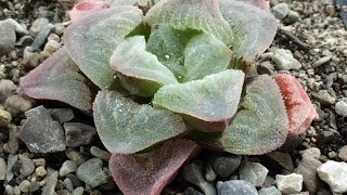 How Im Planting Haworthia Pygmeae Seeds Part 1 [upl. by Eceirtal]